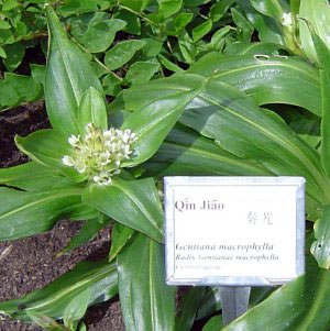 Qin Jiao